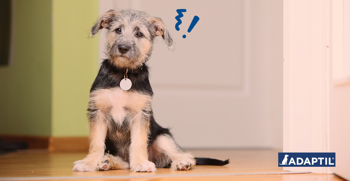 Hund während der Arbeit alleine lassen Tipps von ADAPTIL